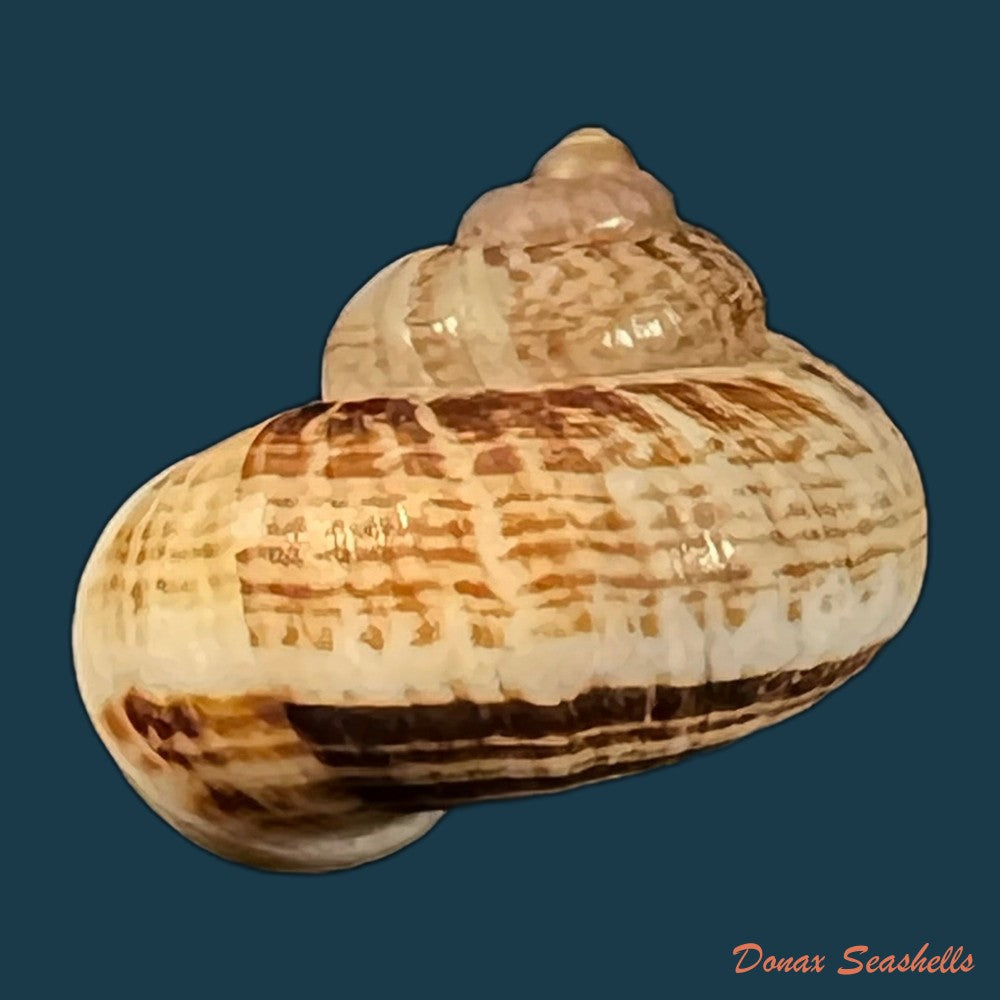 cyclophorus-martensianus-mollendorff-1874-18-2mm-copia