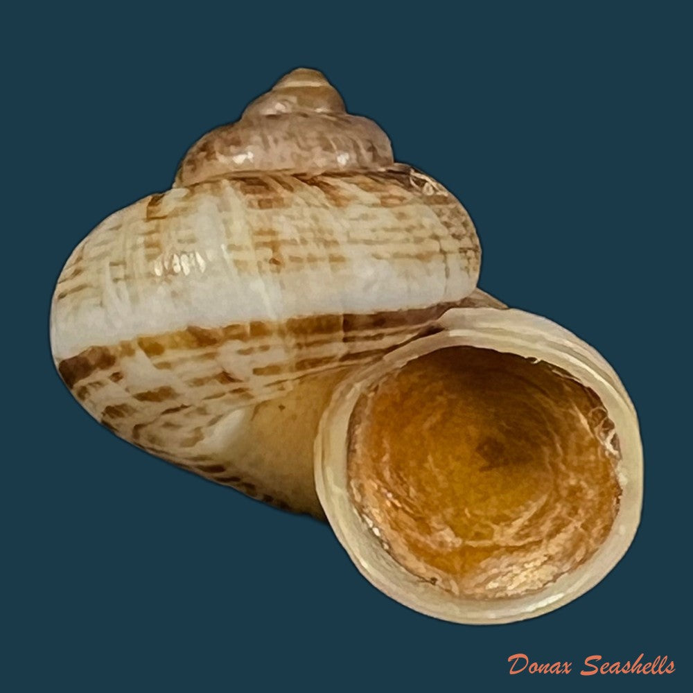 cyclophorus-martensianus-mollendorff-1874-18-2mm-copia