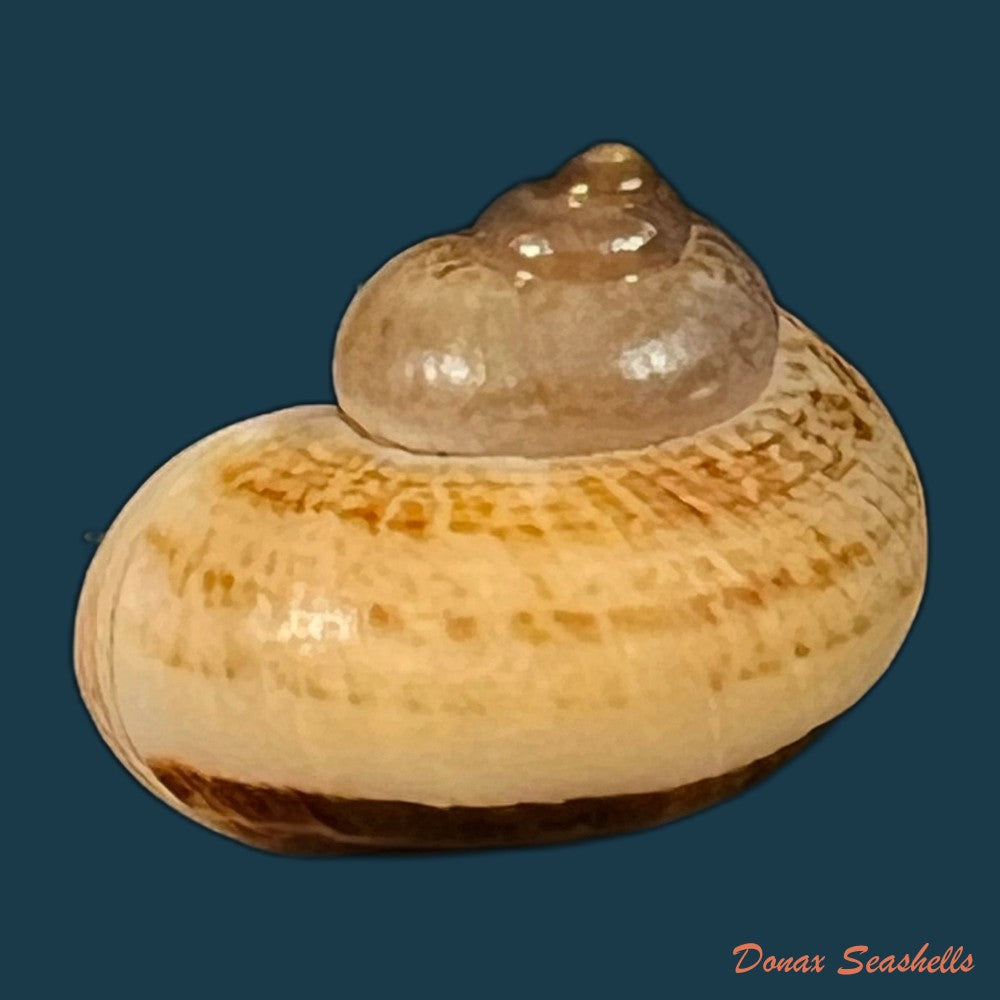 cyclophorus-martensianus-mollendorff-1874-19-5mm-copia