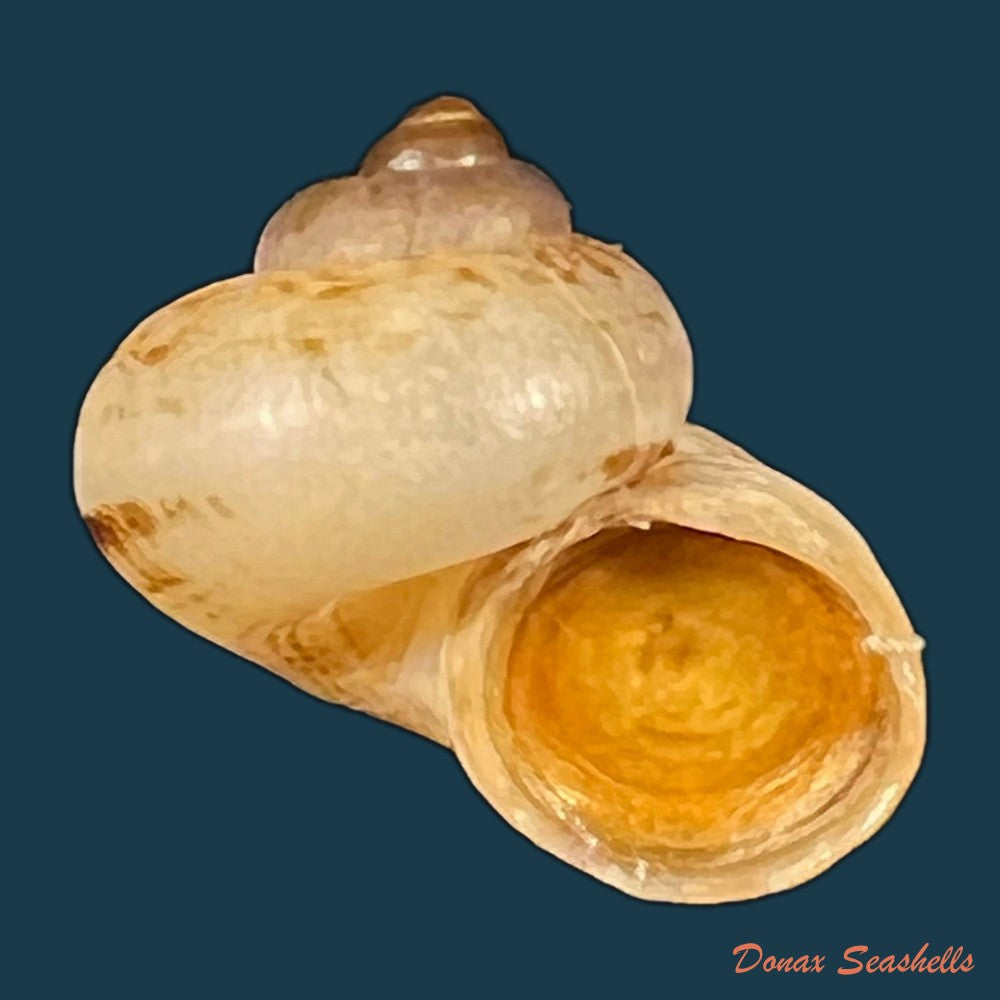 cyclophorus-martensianus-mollendorff-1874-19-5mm-copia