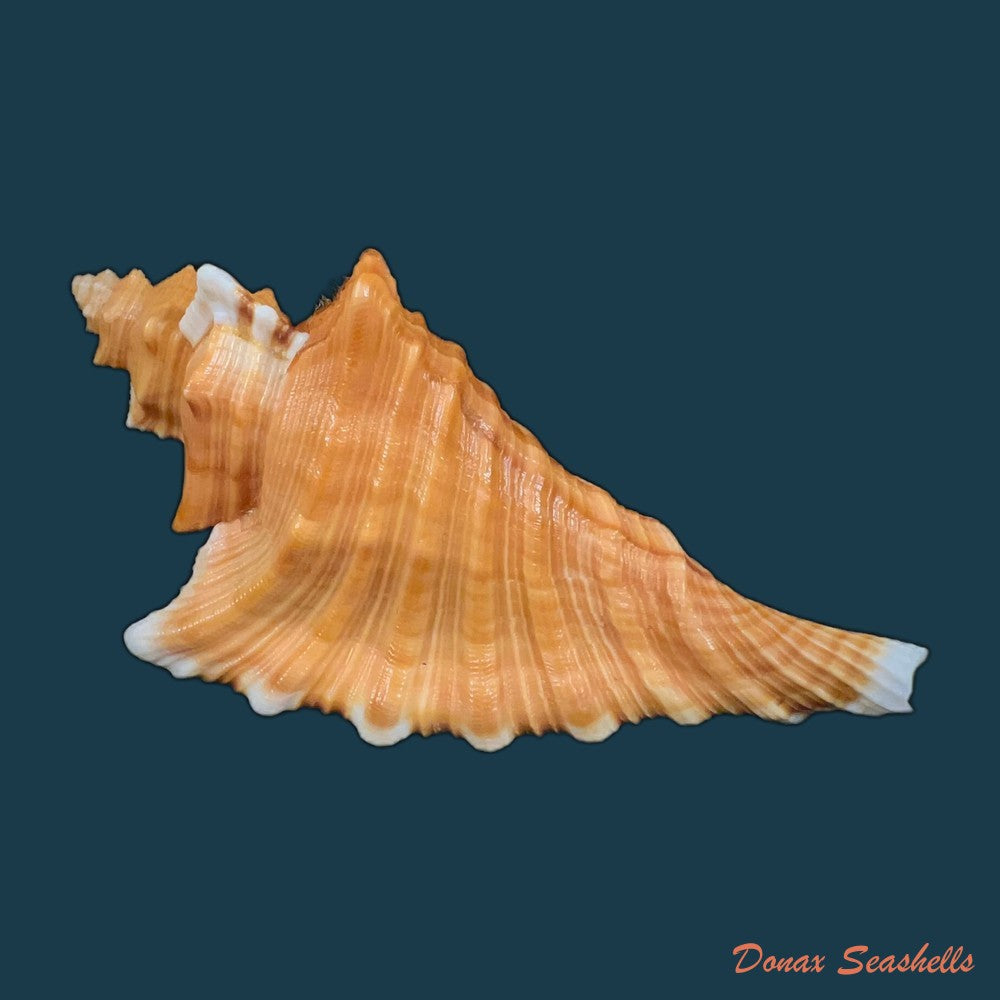 cymatium-femorale-linnaeus-1758-79-9mm-copia