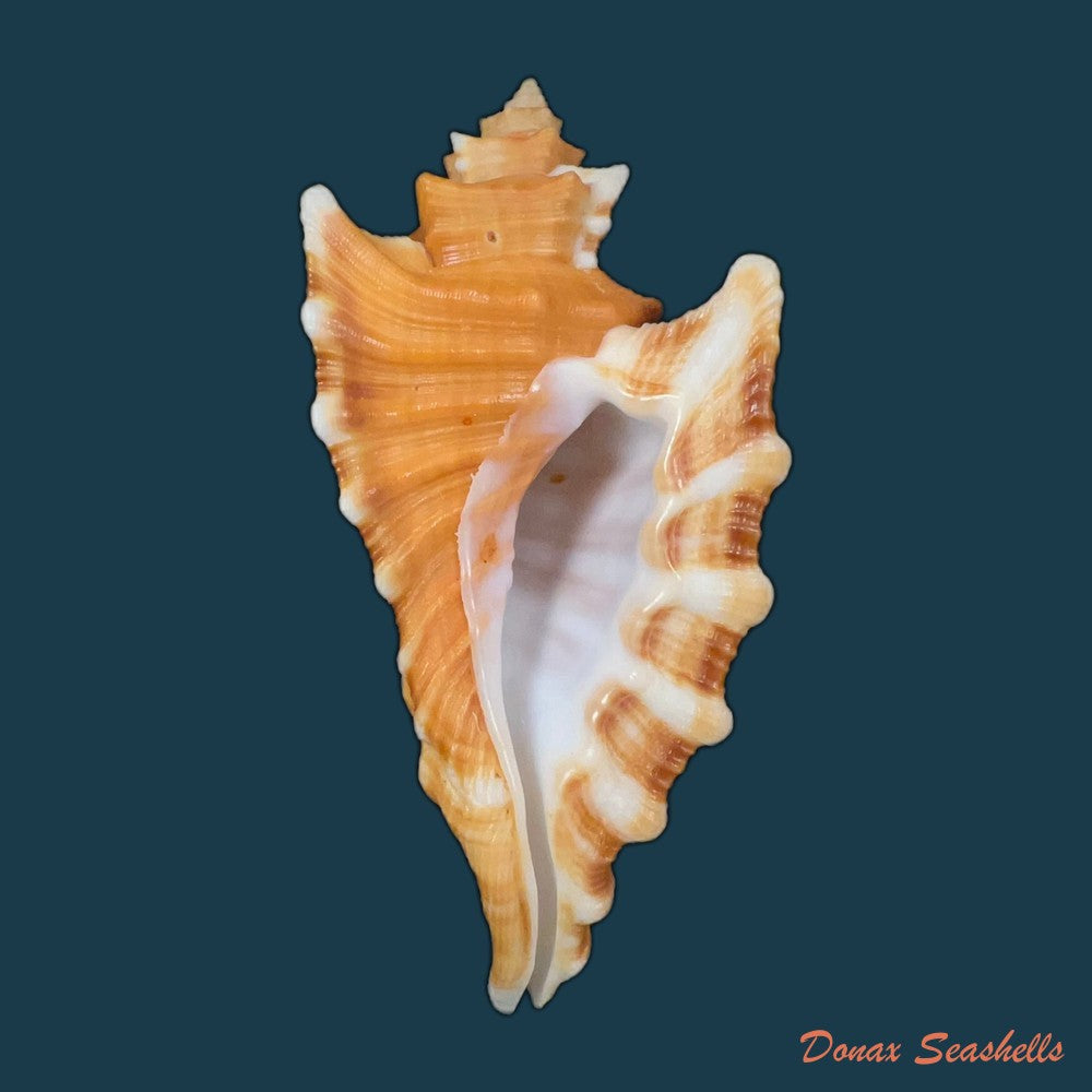 cymatium-femorale-linnaeus-1758-96-6mm-copia