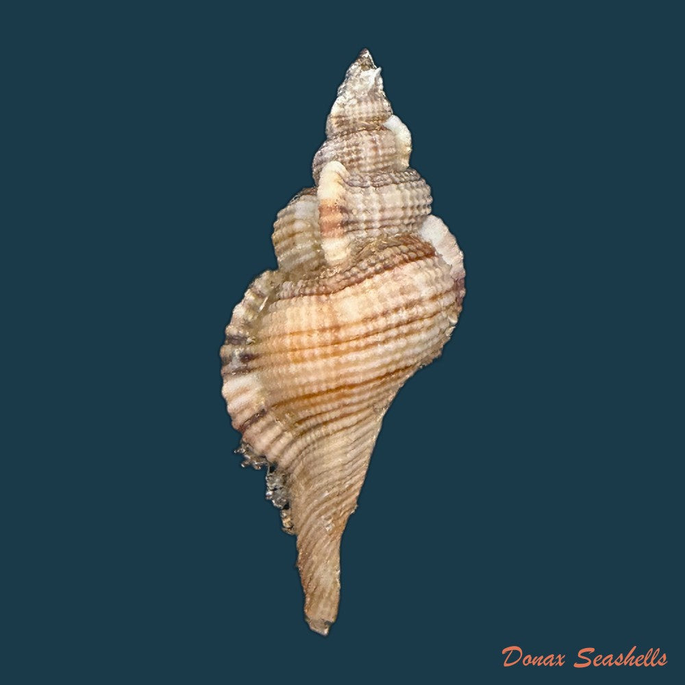 cymatium-ranzanii-bianconi-1850-203-4mm-copia-1