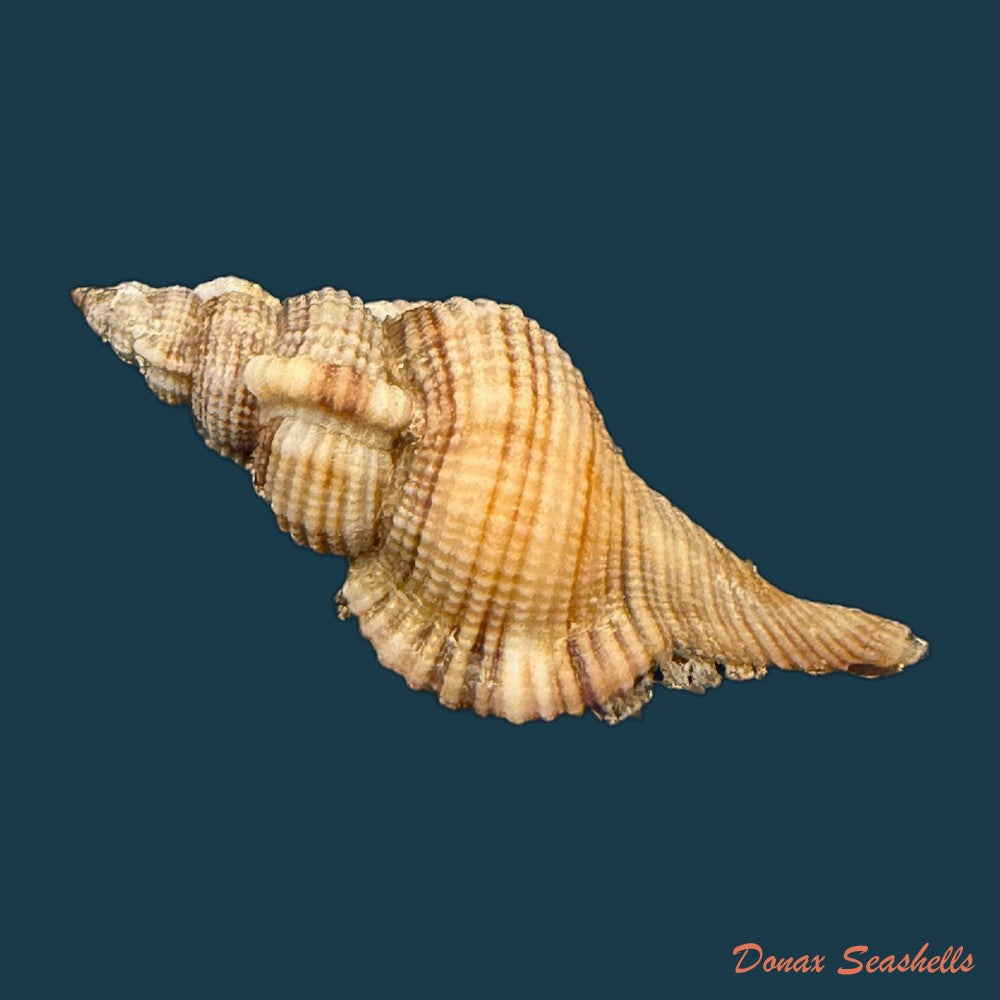 cymatium-ranzanii-bianconi-1850-203-4mm-copia-1