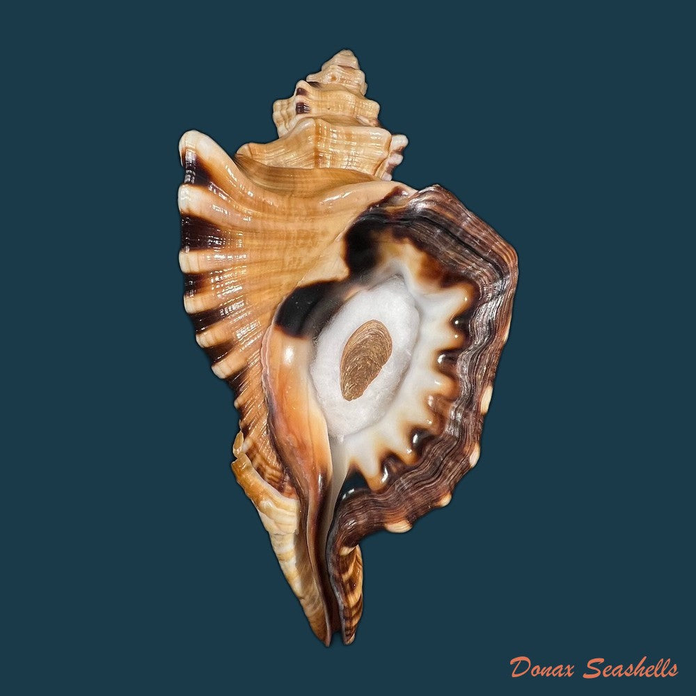 cymatium-ranzanii-bianconi-1850-203-4mm-copia