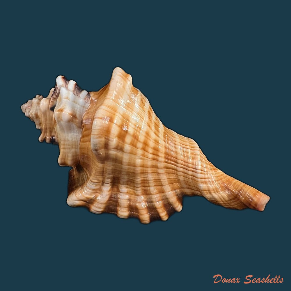 cymatium-ranzanii-bianconi-1850-203-4mm-copia