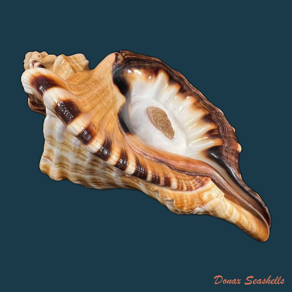 cymatium-ranzanii-bianconi-1850-203-4mm-copia