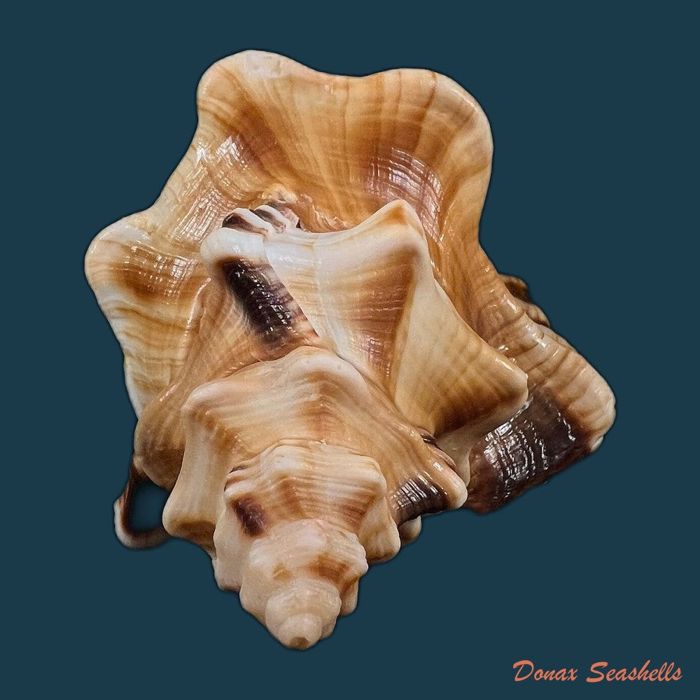 cymatium-ranzanii-bianconi-1850-203-4mm-copia