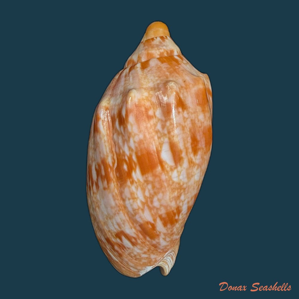 cymbiola-innexa-reeve-1849-75-03mm-copia