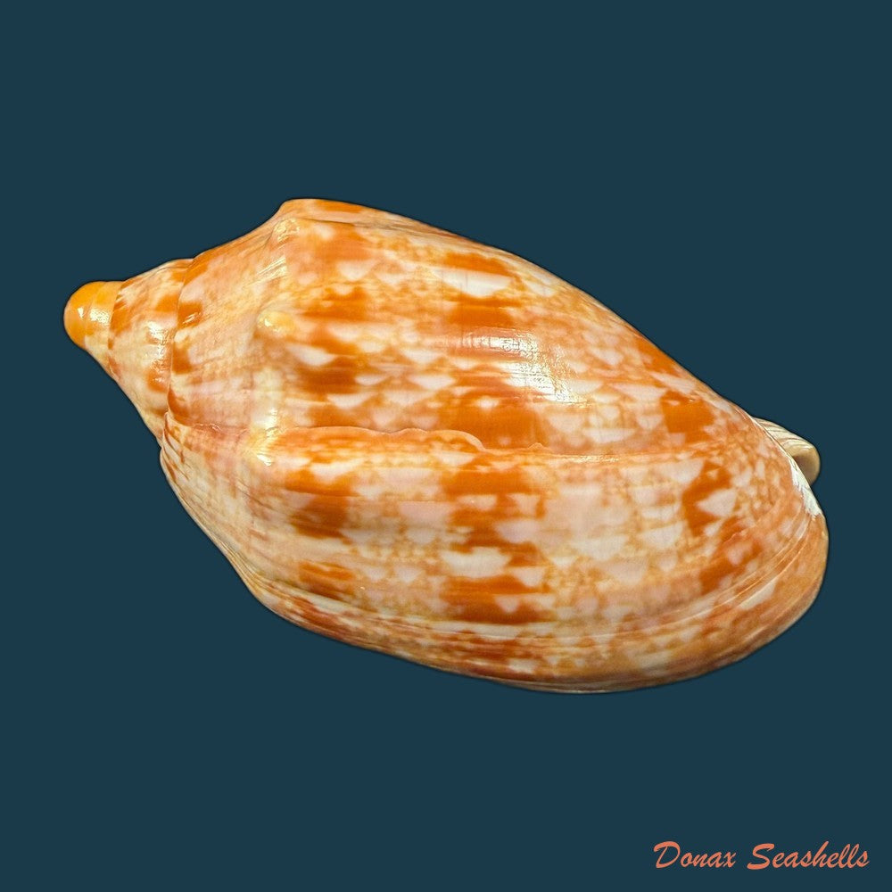 cymbiola-innexa-reeve-1849-75-03mm-copia