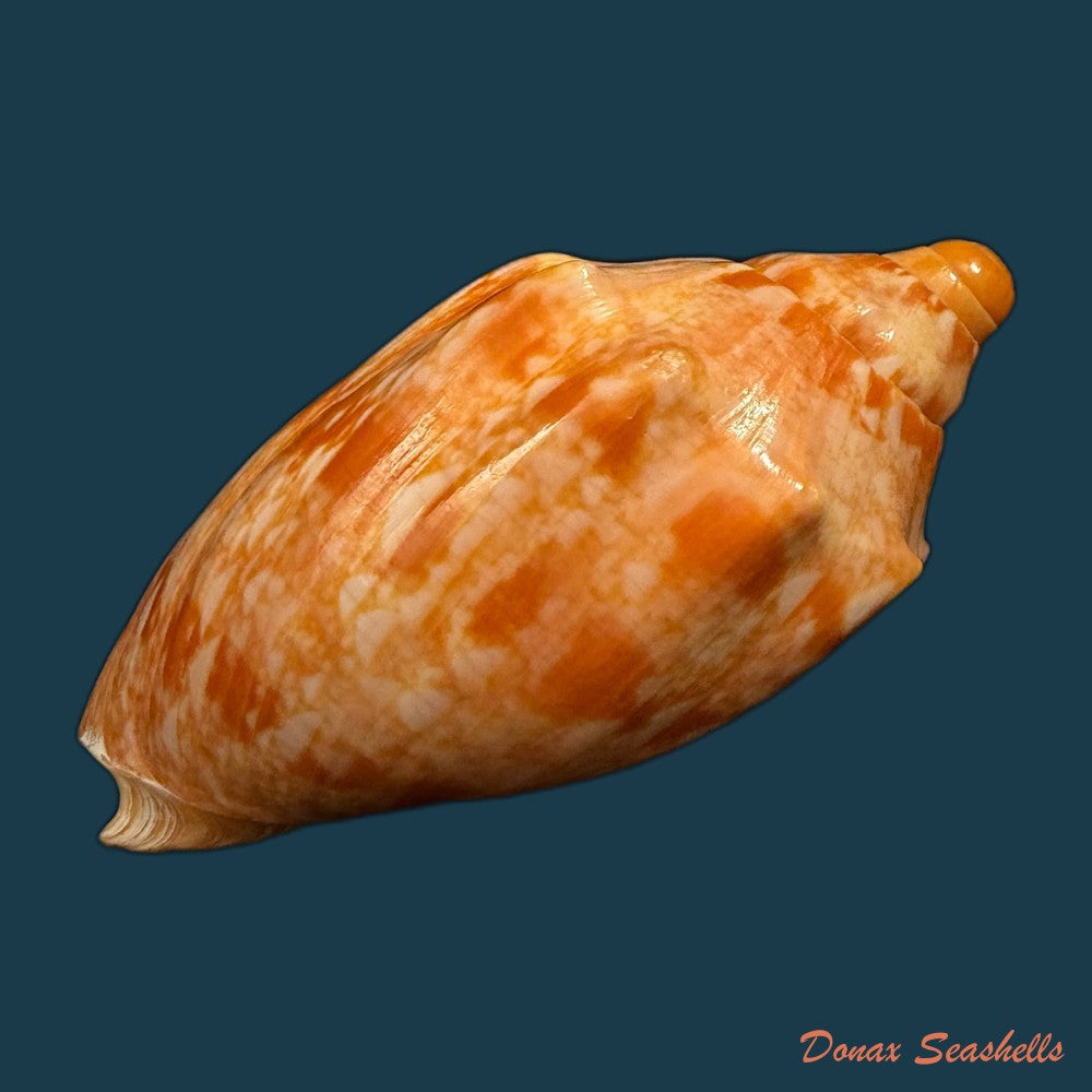 cymbiola-innexa-reeve-1849-75-03mm-copia