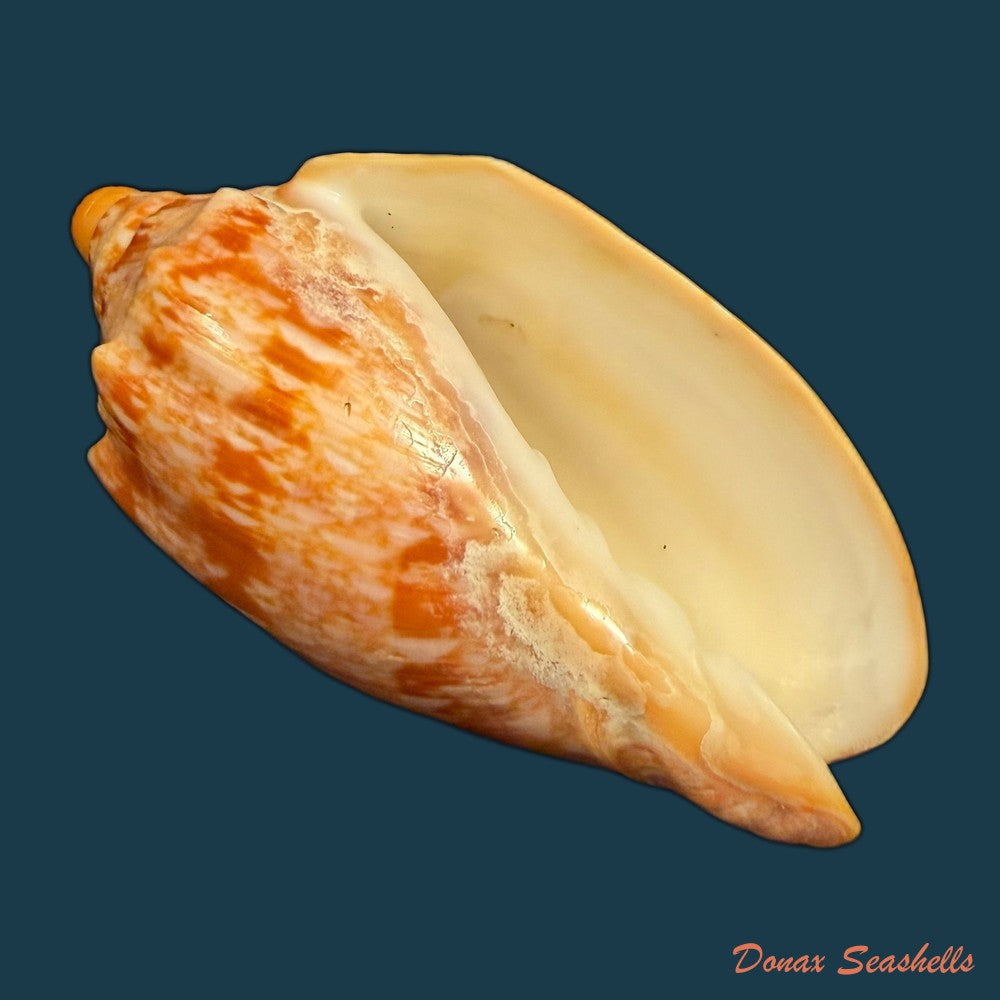 cymbiola-innexa-reeve-1849-75-03mm-copia