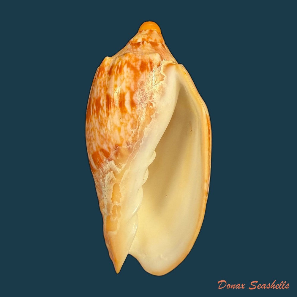 cymbiola-innexa-reeve-1849-75-03mm-copia