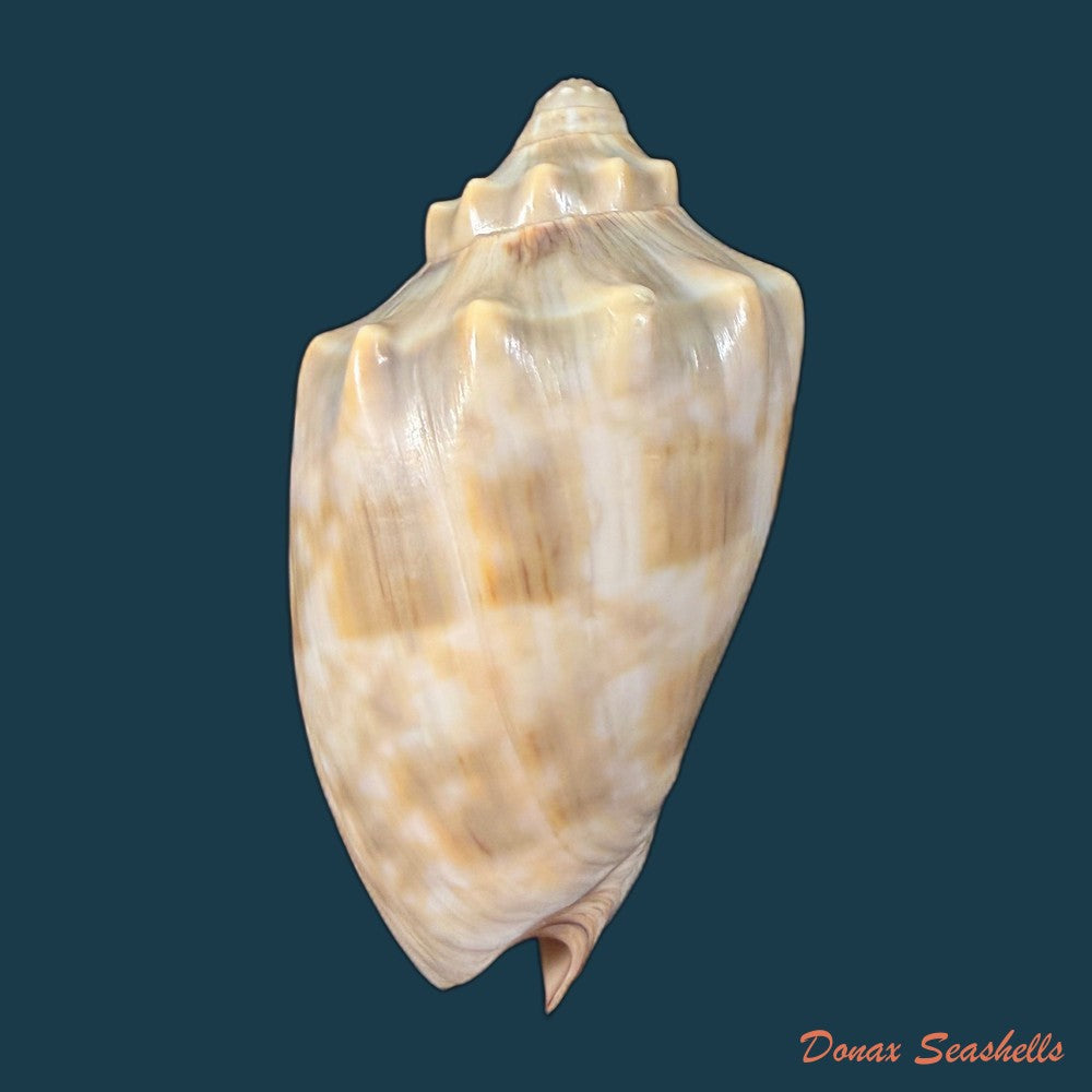 cymbiola-nivosa-oblita-e-a-smith-1909-83-2mm-copia