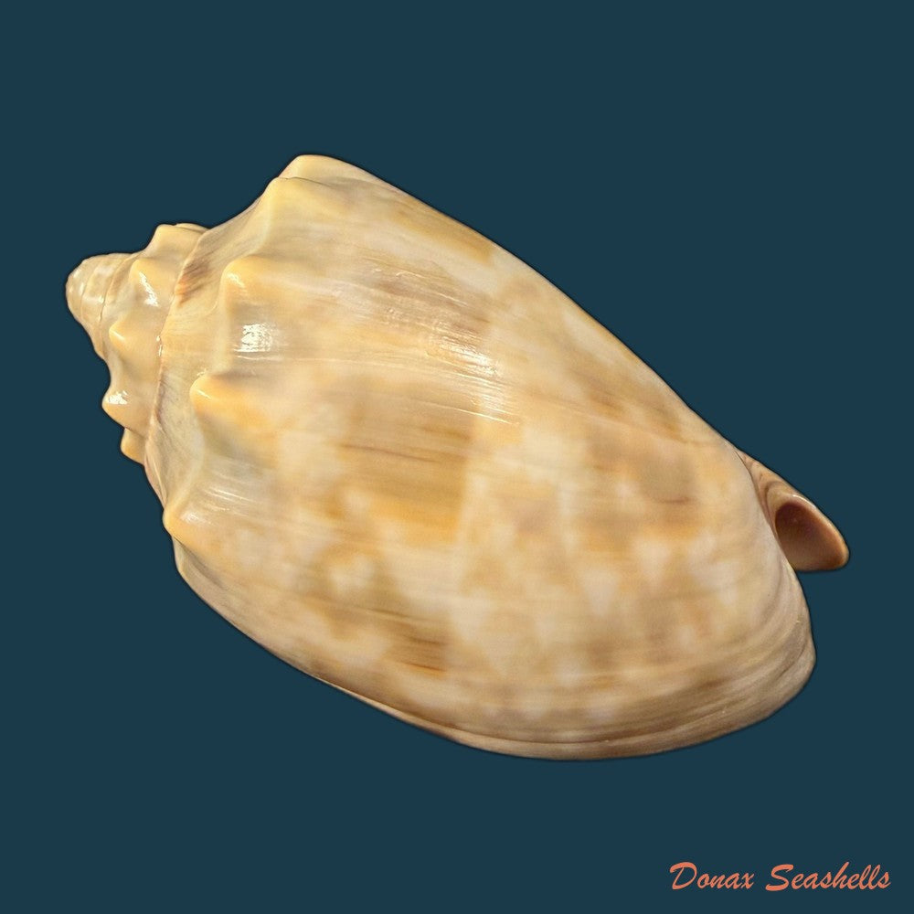 cymbiola-nivosa-oblita-e-a-smith-1909-83-2mm-copia