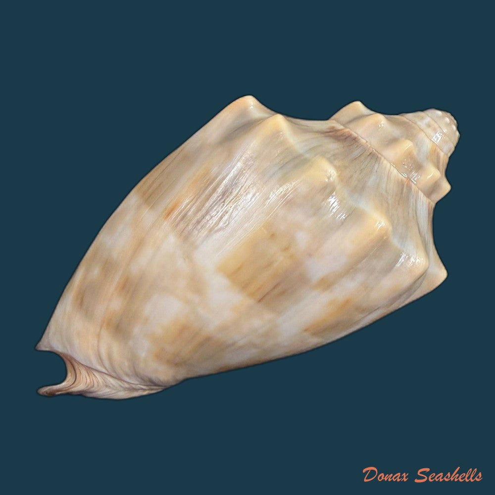cymbiola-nivosa-oblita-e-a-smith-1909-83-2mm-copia