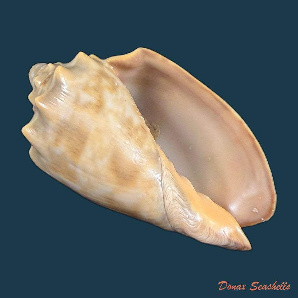 cymbiola-nivosa-oblita-e-a-smith-1909-83-2mm-copia