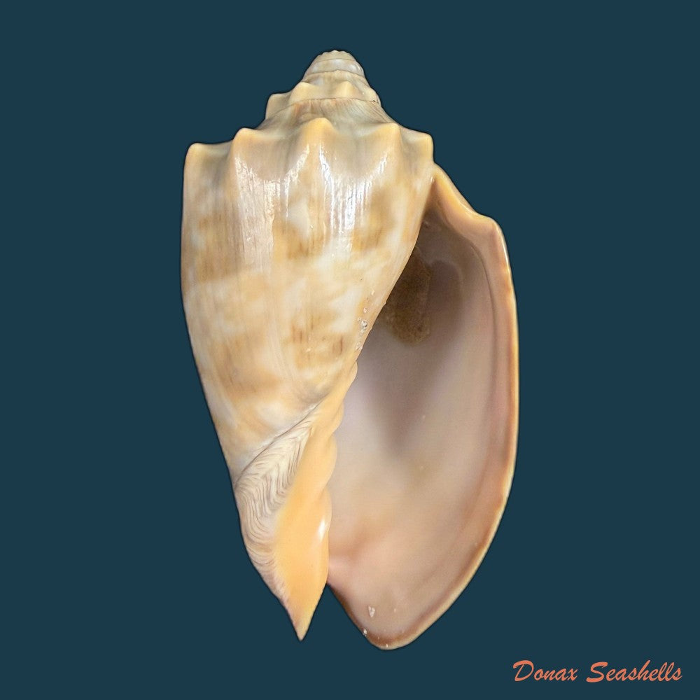 cymbiola-nivosa-oblita-e-a-smith-1909-83-2mm-copia