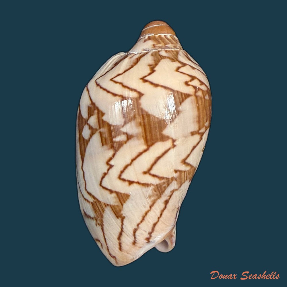 cymbiola-nobilis-lightfoot-1786-139mm-copia