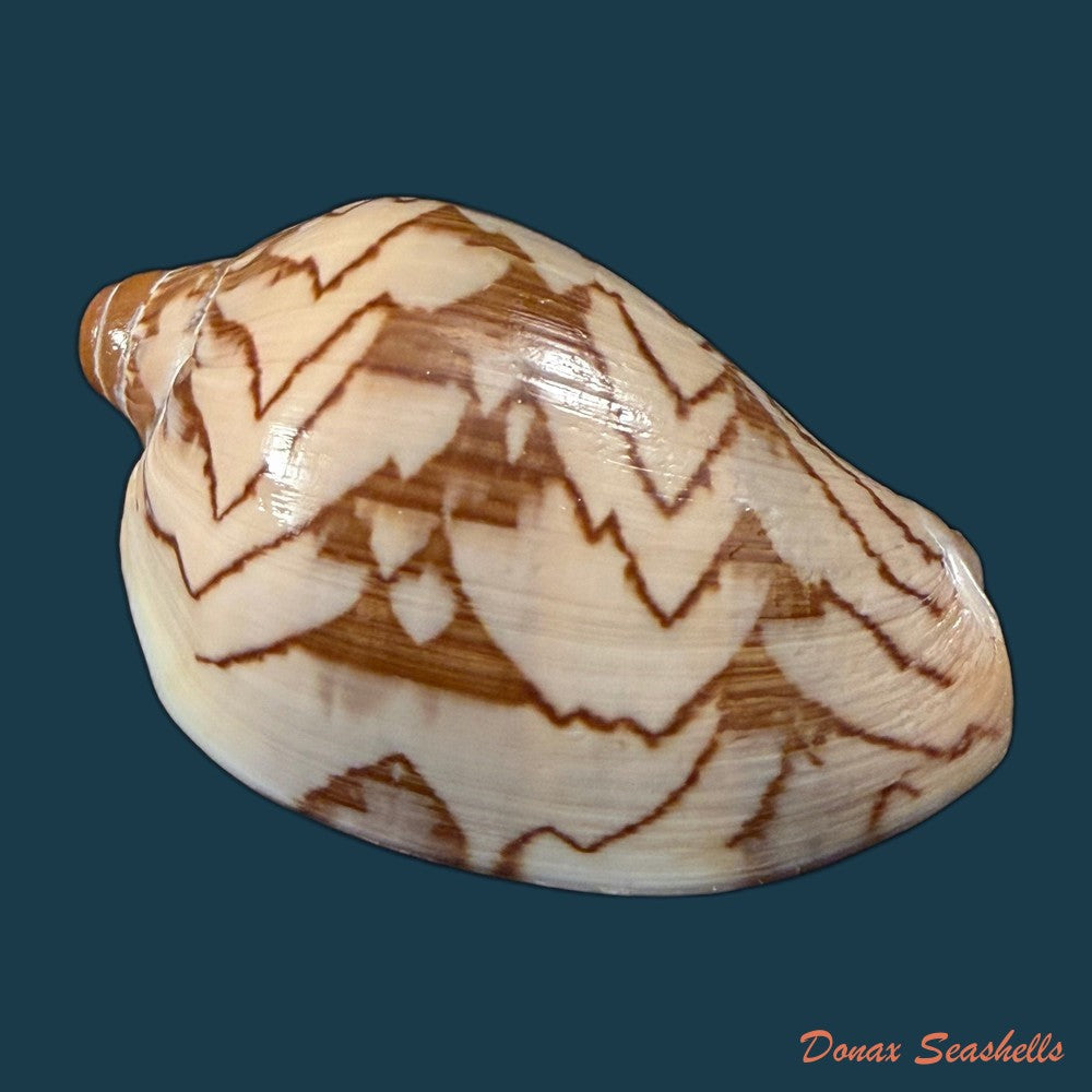 cymbiola-nobilis-lightfoot-1786-139mm-copia