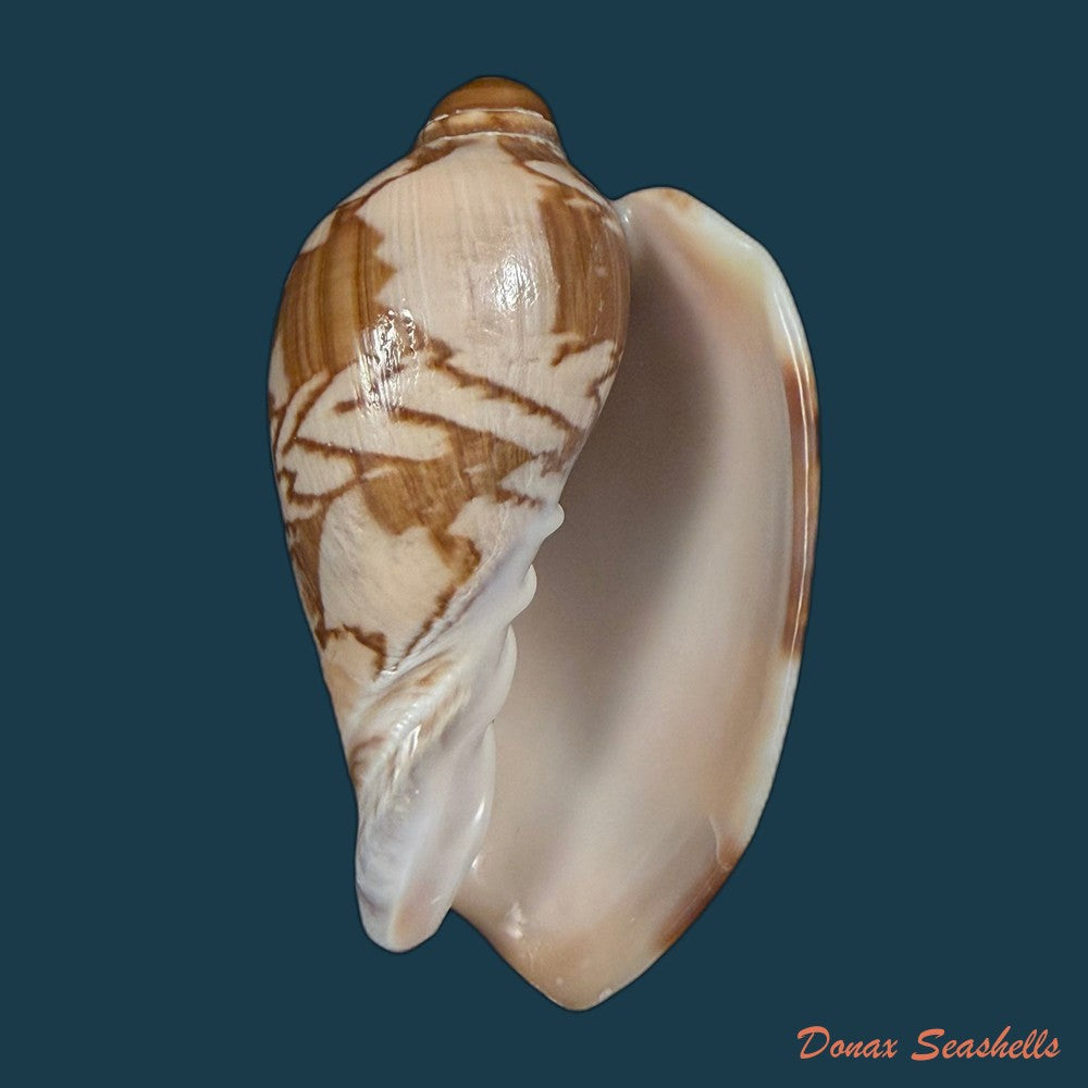 cymbiola-nobilis-lightfoot-1786-139mm-copia