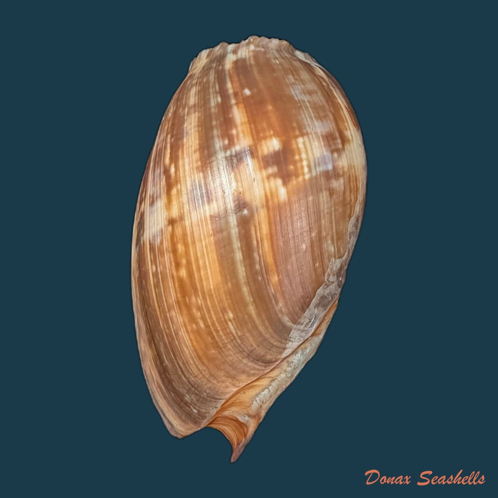 cymbium-marmoratum-link-1807-118-6mm-copia