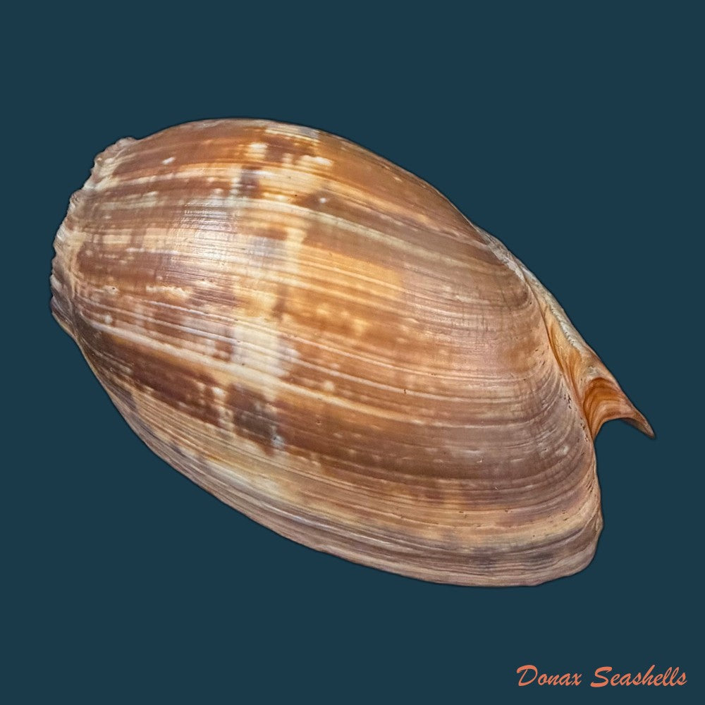 cymbium-marmoratum-link-1807-118-6mm-copia