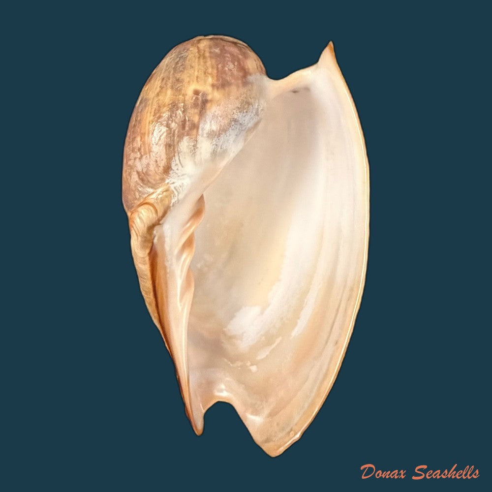 cymbium-marmoratum-link-1807-118-6mm-copia