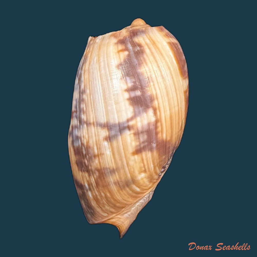 cymbium-marmoratum-link-1807-131-6mm-copia