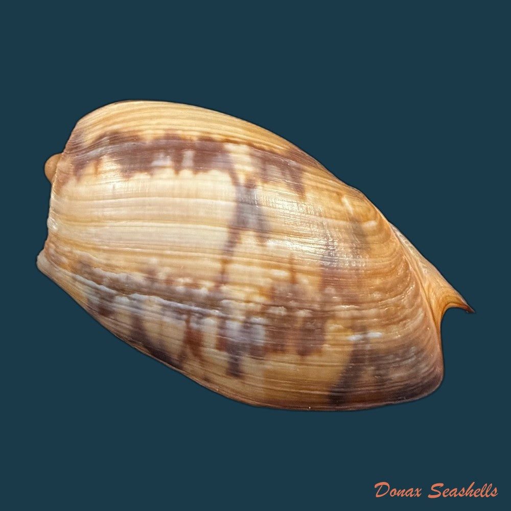 cymbium-marmoratum-link-1807-131-6mm-copia