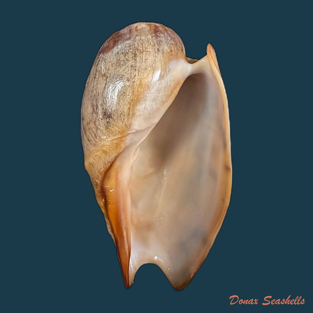 cymbium-marmoratum-link-1807-131-6mm-copia