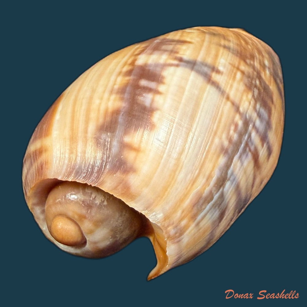 cymbium-marmoratum-link-1807-131-6mm-copia