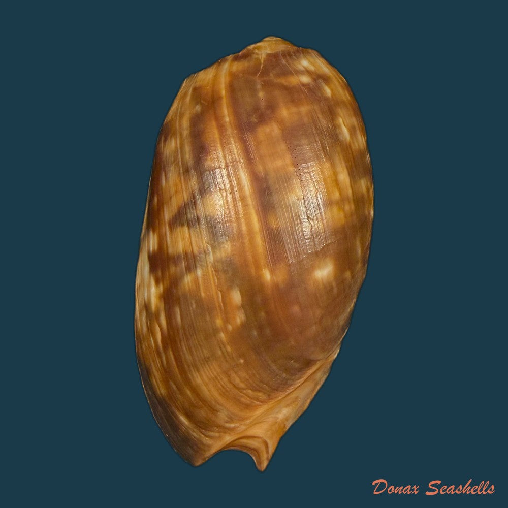 cymbium-marmoratum-link-1807-77-4mm-copia