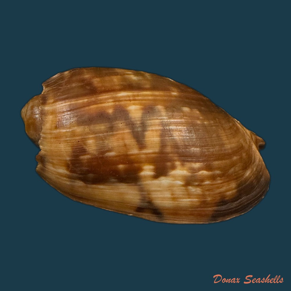 cymbium-marmoratum-link-1807-77-4mm-copia