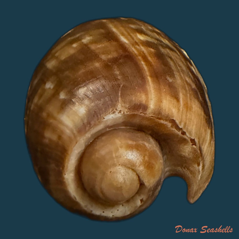 cymbium-marmoratum-link-1807-77-4mm-copia