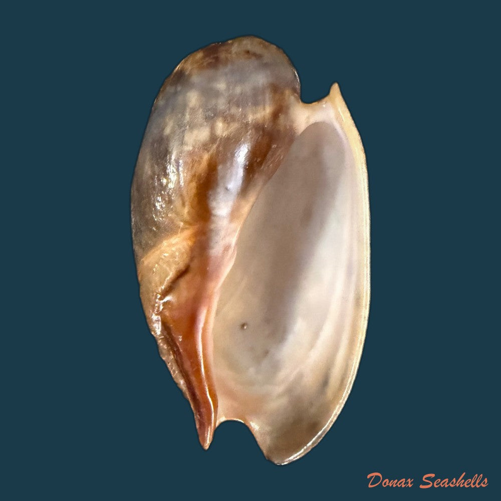 cymbium-marmoratum-link-1807-77-4mm-copia