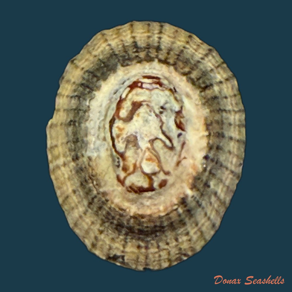 cymbula-oculus-born-1778-21-8mm-copia-1