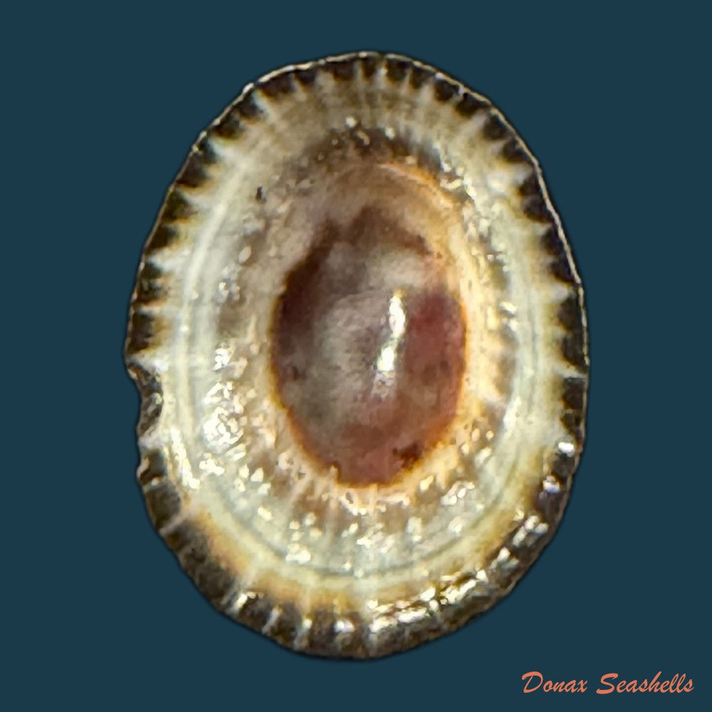 cymbula-oculus-born-1778-21-8mm-copia-1