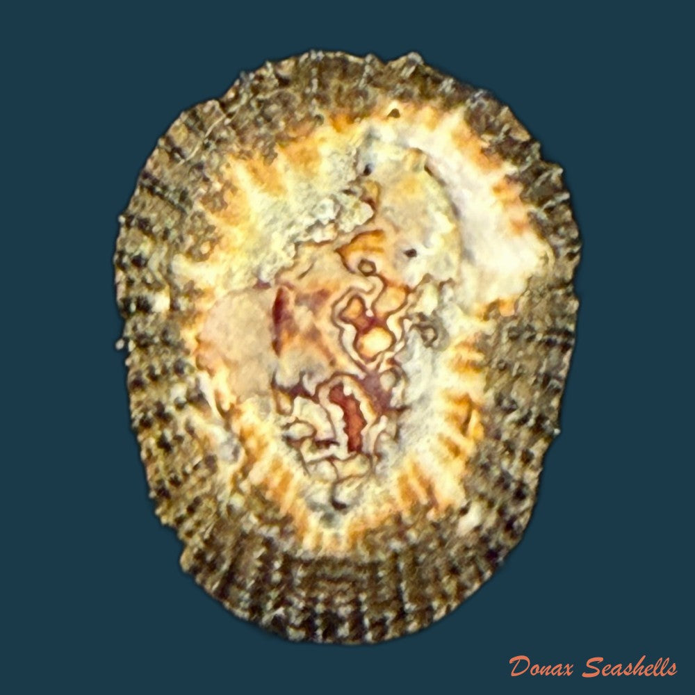 cymbula-oculus-born-1778-21-8mm-copia