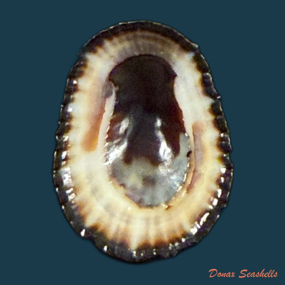 cymbula-oculus-born-1778-21-8mm-copia