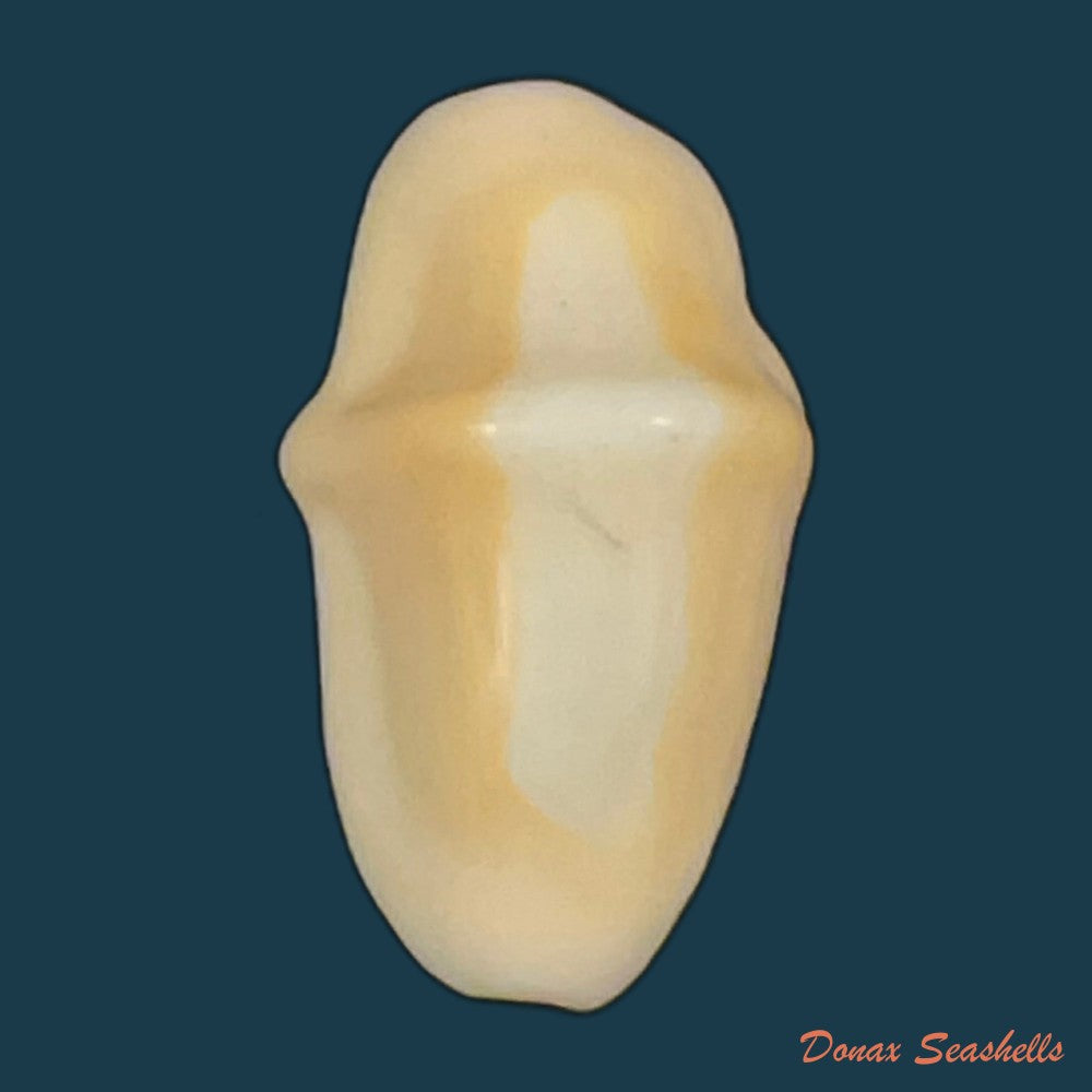 cyphoma-intermedium-g-b-sowerby-i-1828-32-1mm-copia