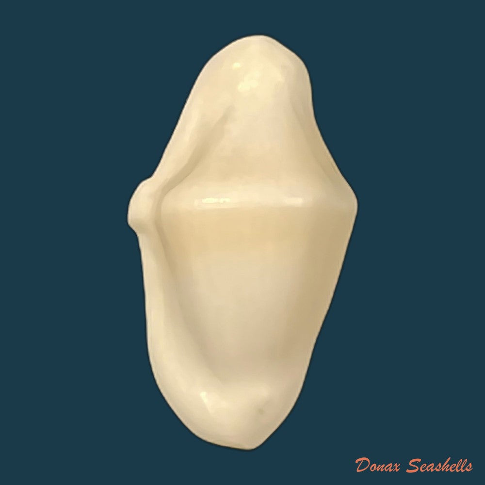 cyphoma-macumba-petuch-1979-30-3mm-copia-1