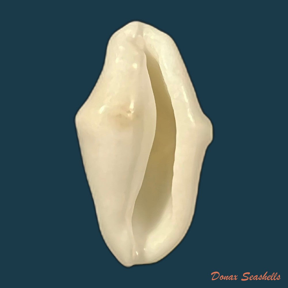 cyphoma-macumba-petuch-1979-30-3mm-copia-1