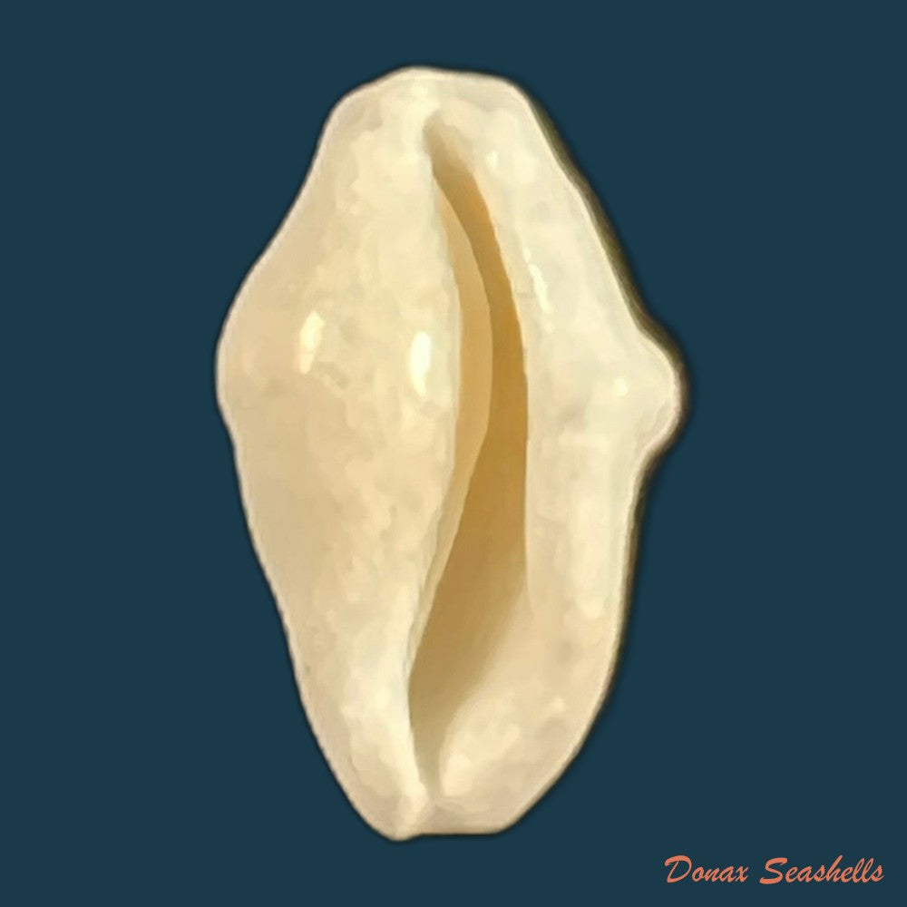 cyphoma-signatum-pilsbry-mcginty-1939-19-7mm-copia