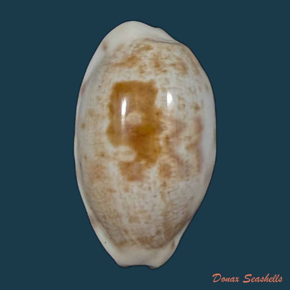 cypraea-alisonae-c-m-burgess-1983-27-6mm-copia