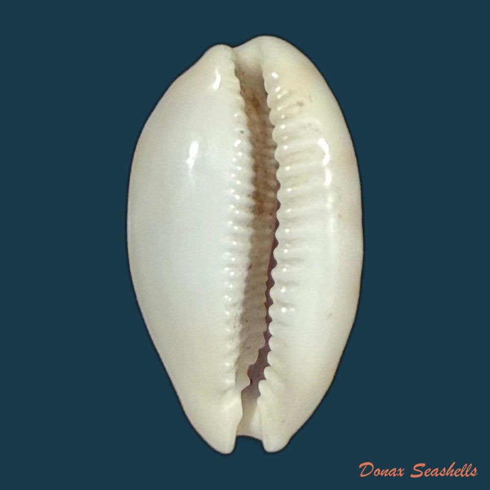 cypraea-alisonae-c-m-burgess-1983-27-6mm-copia
