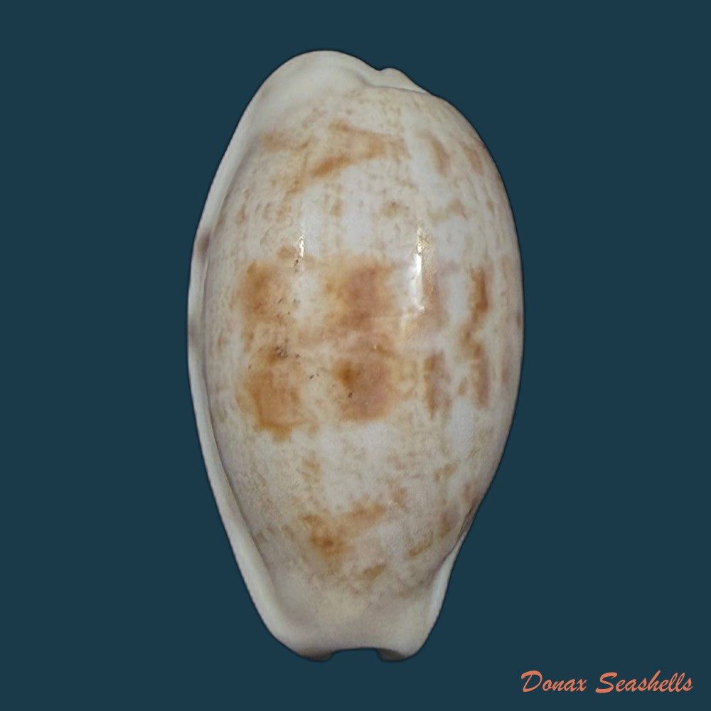 cypraea-alisonae-c-m-burgess-1983-28-3mm-copia
