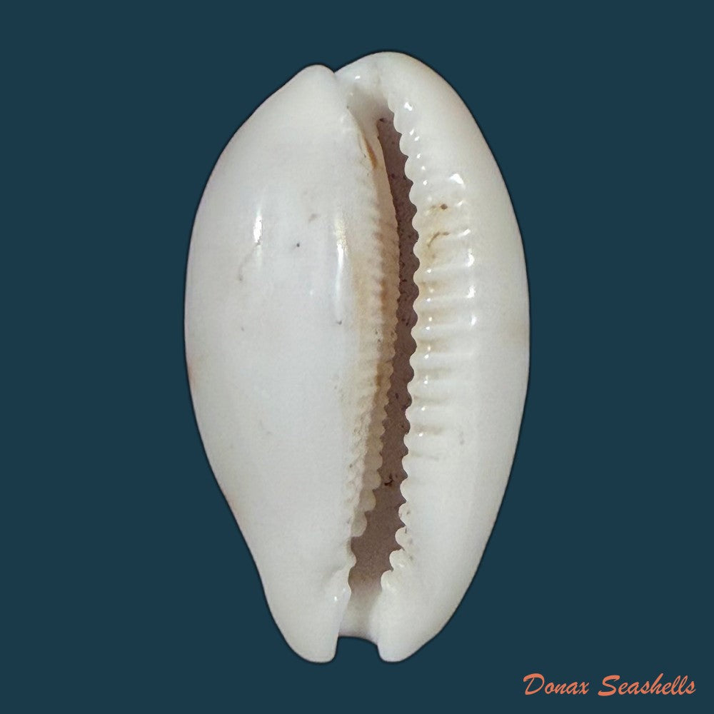 cypraea-alisonae-c-m-burgess-1983-28-3mm-copia