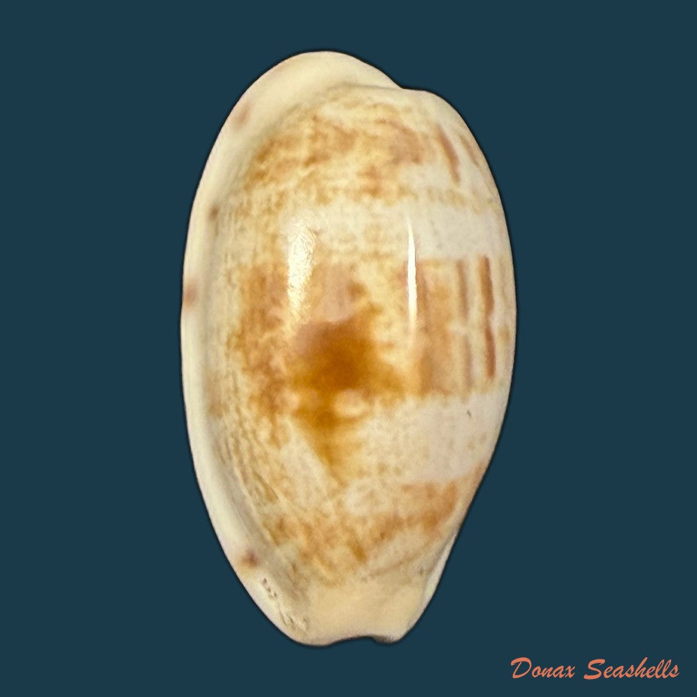 cypraea-alisonae-c-m-burgess-1983-32-4mm-copia