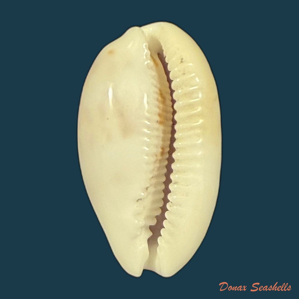 cypraea-alisonae-c-m-burgess-1983-32-4mm-copia